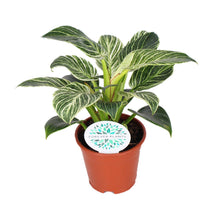 Kamerplant - Philodendron Birkin - Pot Ø 14cm Hoogte ↕ 25cm