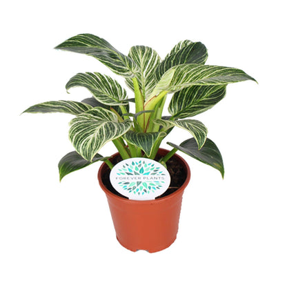 Kamerplant - Philodendron Birkin - Pot Ø 14cm Hoogte ↕ 25cm