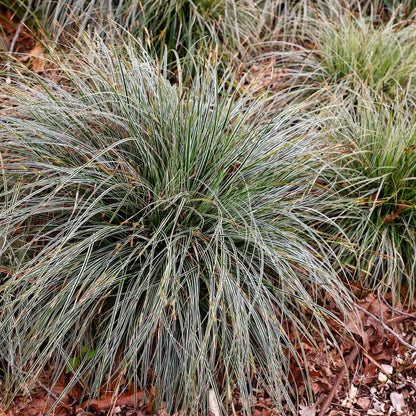 Buitenplant 2x Carex oshimensis 'Everest' - Bladhoudend - Pot Ø 17cm Hoogte ↕ 50cm