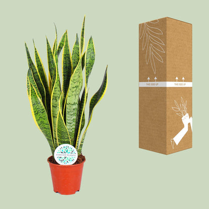 Kamerplant - Sansevieria Trifasciata Laurentii - Pot Ø 14cm Hoogte ↕ 50cm