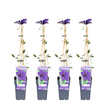 Buitenplant 4x Clematis The President - Bloeiend - Pot Ø 15cm Hoogte ↕ 65cm