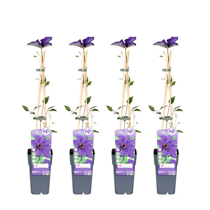 Buitenplant 4x Clematis The President - Bloeiend - Pot Ø 15cm Hoogte ↕ 65cm