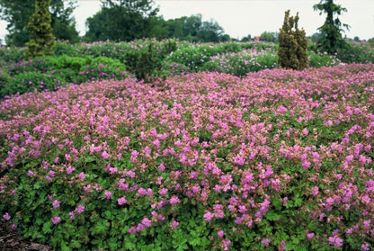 Buitenplant 12x Geranium cant. 'Cambridge' - Bloeiend - Pot Ø 9cm Hoogte ↕ 10-25cm
