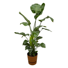 XL Kamerplant - Strelitzia Nicolai - Pot Ø 30cm Hoogte ↕ 160cm