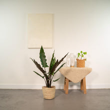 Kamerplant - Alocasia Lauterbachiana - Inclusief mand - Pot Ø 19cm Hoogte ↕ 80cm
