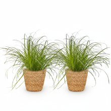 Kamerplant 2x Cyperus alternifolius Zumula - Kattengras - Pot Ø 12cm Hoogte ↕ 20cm