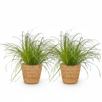 Kamerplant 2x Cyperus alternifolius Zumula - Kattengras - Pot Ø 12cm Hoogte ↕ 20cm