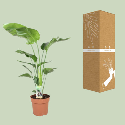 Kamerplant - Strelitzia Nicolai - Pot Ø 21cm Hoogte ↕ 90cm