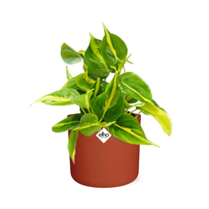 Kamerplant - Philodendron Scandens 'Brasil' - Incl. sierpot - Pot Ø 14cm