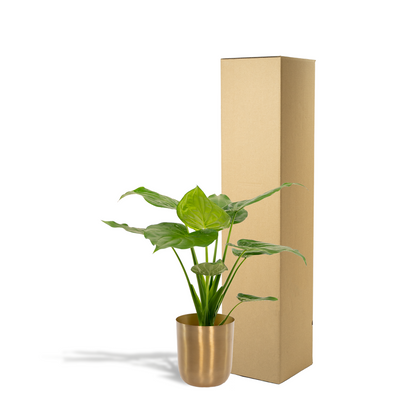 Kamerplant - Alocasia Cucullata - Met sierpot goud - Pot Ø 19cm Hoogte ↕ 65cm