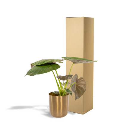 Kamerplant - Alocasia Wentii - Inclusief sierpot - Pot Ø 19cm Hoogte ↕ 65cm