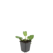 Buitenplant 24x Salvia nem. 'Mainacht' - Bloeiend - Pot Ø 9cm Hoogte ↕ 10-25cm