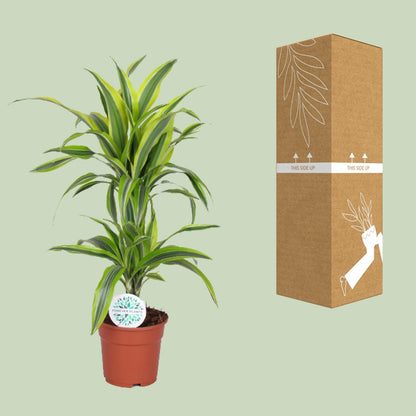 Kamerplant - Dracaena Lemon Lime - Pot Ø 17cm Hoogte ↕ 65cm