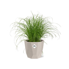 Kamerplant - Cyperus Alternifolius 'Zumula' - Pot Ø 14cm