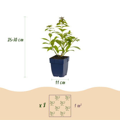 Buitenplant - Borderpakket Geurend 8 Vaste Planten 1m² - Pot Ø 11cm