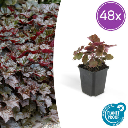 Buitenplant 48x Heuchera mic. 'Palace Purple' - Pot Ø 9cm Hoogte ↕ 10-25cm