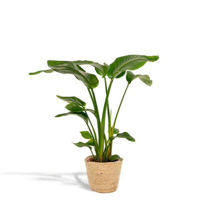 Kamerplant - Strelitzia Nicolai - Inclusief siermand - Pot Ø 19cm Hoogte ↕ 90cm