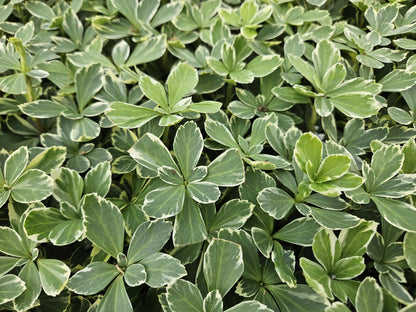 Buitenplant 6x Pachysandra term. 'Variegata' - Pot Ø 9cm Hoogte ↕ 10-25cm