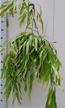 Kamerplant - Rhipsalis Red Coral - Pot Ø 25cm Hoogte ↕ 60cm