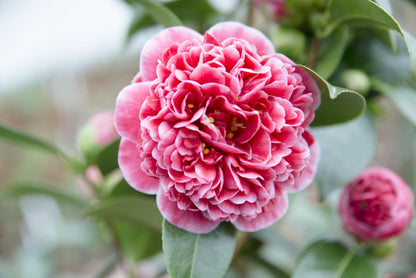 Buitenplant Camellia japonica 'Volunteer' - Bloeiende Heester - Pot Ø 13cm Hoogte ↕ 20cm