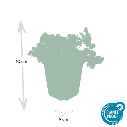 Buitenplant 60x Waldsteinia ternata - Vaste plant - Pot Ø 9cm Hoogte ↕ 10-25cm