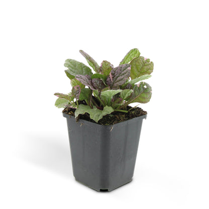 Buitenplant 24x Ajuga reptans 'Burgundy Glow' - Vaste plant - Pot Ø 9cm Hoogte ↕ 10-25cm