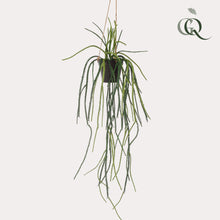 Kunstplant - Rhypsalis Koraalcactus - Hoogte ↕ 85cm