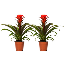 Kamerplant 2x Guzmania Hope - Pot Ø 12cm Hoogte ↕ 40cm