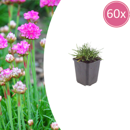 Buitenplant 60x Armeria m. 'Splendens' - Bloeiend - Pot Ø 9cm Hoogte ↕ 10-25cm