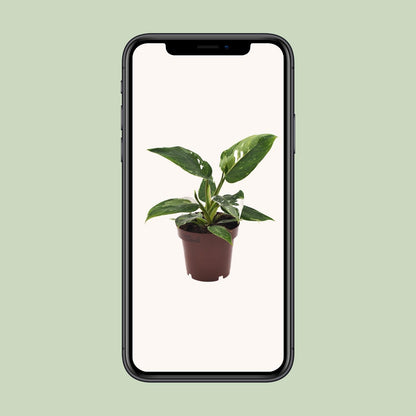 Kamerplant - Philodendron White Princess - Pot Ø 12cm Hoogte ↕ 25cm