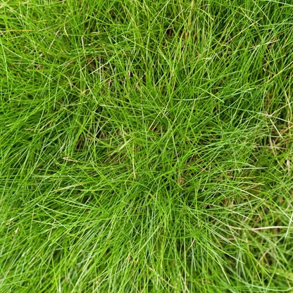 Buitenplant 60x Festuca gautieri - Pot Ø 9cm Hoogte ↕ 10-25cm
