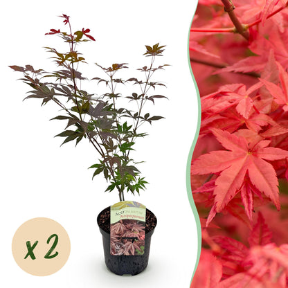 Buitenplant 2x Acer palmatum Atropurpureum - Pot Ø 19cm Hoogte ↕ 70cm