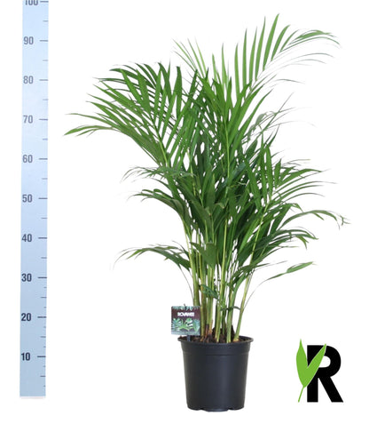 Kamerplant - Dypsis Lutescens - Luchtzuiverend - Pot Ø 19cm Hoogte ↕ 100cm