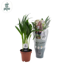 Kamerplant - Dypsis Lutescens - Pot Ø 12cm Hoogte ↕ 40cm