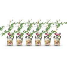 Buitenplant 6x Rubus Thornless Evergreen - Groenblijvend, Winterhard - Pot Ø 9cm Hoogte ↕ 25cm