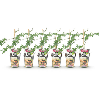 Buitenplant 6x Rubus Thornless Evergreen - Groenblijvend, Winterhard - Pot Ø 9cm Hoogte ↕ 25cm
