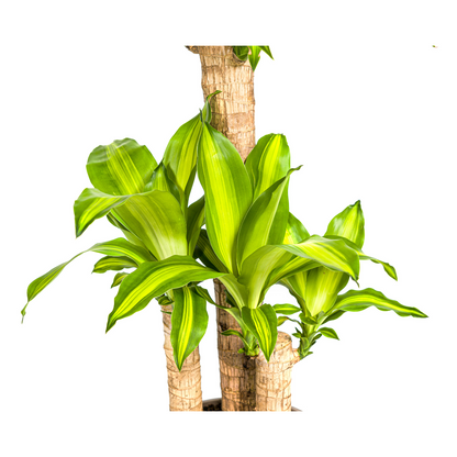 Kamerplant - Dracaena Fragrans Massangeana - Luchtzuiverend - Pot Ø 21cm Hoogte ↕ 90-110cm