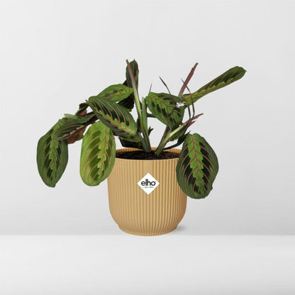 Kamerplant - Maranta Leuconeura 'Fascinator' Tricolor - Pot Ø 14cm