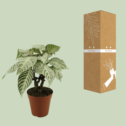 Kamerplant - Aphelandra White Wash - Pot Ø 15cm Hoogte ↕ 50cm