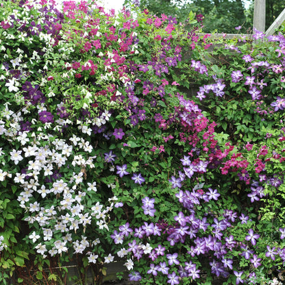 Buitenplant 4x Clematis Rainbow - Bloeiend - Pot Ø 11cm Hoogte ↕ 40cm