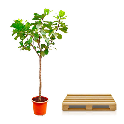 XL kamerplant - Ficus Lyrata boom XXXL - Pot Ø 45cm Hoogte ↕ 270cm