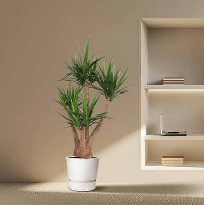 XL Kamerplant - Yucca Elephantipes vertakt - Pot Ø 45cm Hoogte ↕ 170cm