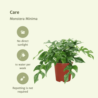 Kamerplant 2x Monstera Minima - Gatenplant - Pot Ø 15cm Hoogte ↕ 30cm