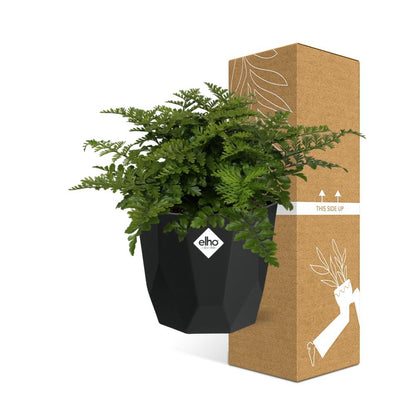 Kamerplant - Asplenium Parvati - Pot Ø 14cm