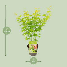 Buitenplant - Acer palmatum 'Going Green' - Pot Ø 15cm Hoogte ↕ 30cm