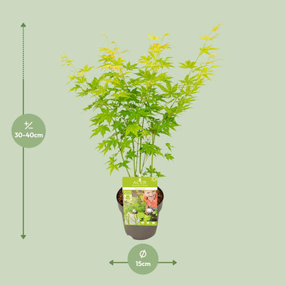 Buitenplant - Acer palmatum 'Going Green' - Pot Ø 15cm Hoogte ↕ 30cm
