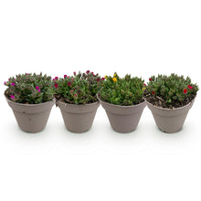 Buitenplant 4x Delosperma - Winterhard - Pot Ø 14cm Hoogte ↕ 17cm