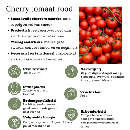 Buitenplant - Rode plukgroente mix - Cherry tomaat, Snack paprika & Hete peper - Pot Ø 14cm Hoogte ↕ 45cm