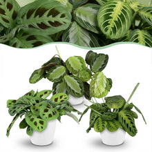 Kamerplant 3x Marantha mix - Gebedsplant - Pot Ø 12cm Hoogte ↕ 25cm