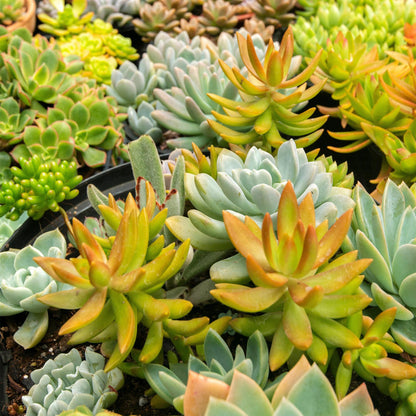 Buitenplant - Alpine Mix Bodembedekker Winterhard - 8 Planten - Pot Ø 14cm Hoogte ↕ 17cm